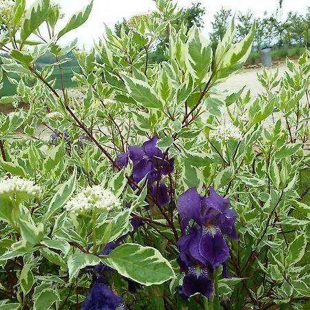 Florario Oda ve Kahvaltı 3*