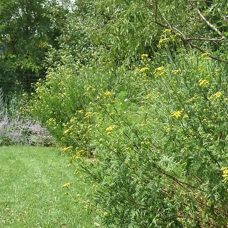 Vakantieboerderij Del Florario Chieri