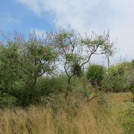 Del Florario Chieri