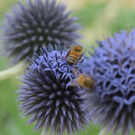 Oda ve Kahvaltı Florario 3*