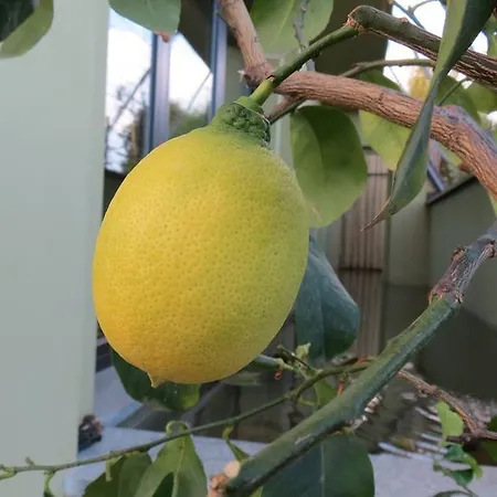 Florario Oda ve Kahvaltı 3*