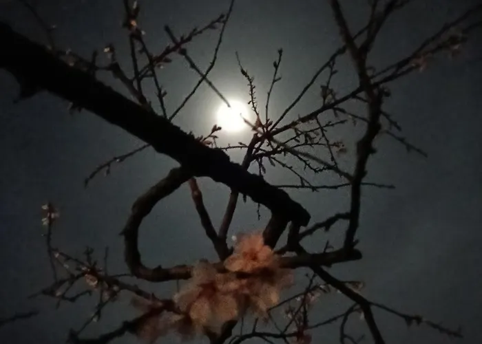 Oda ve Kahvaltı Florario