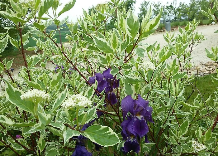 Florario Oda ve Kahvaltı 3*