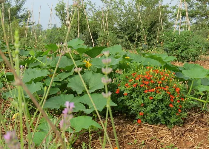 Florario Oda ve Kahvaltı Chieri