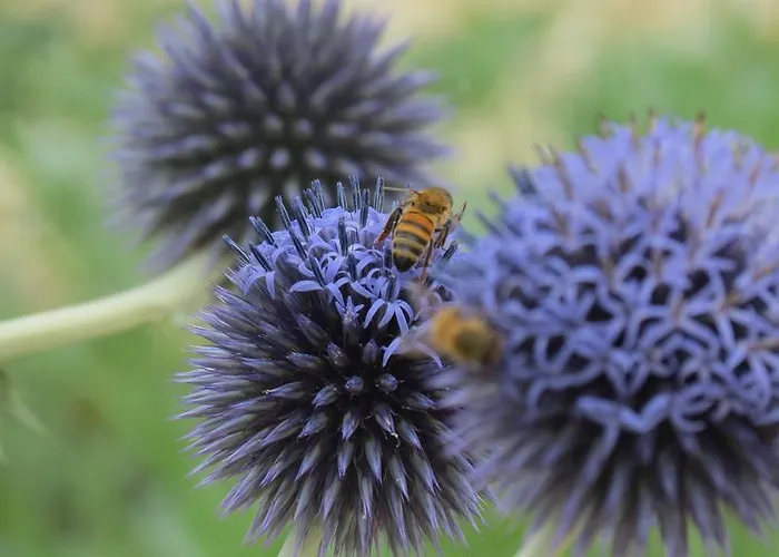 Oda ve Kahvaltı Florario 3*